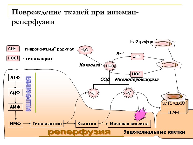 Повреждение тканей при ишемии-реперфузии СОД Каталаза Миелопероксидаза Fe2+ Эндотелиальные клетки